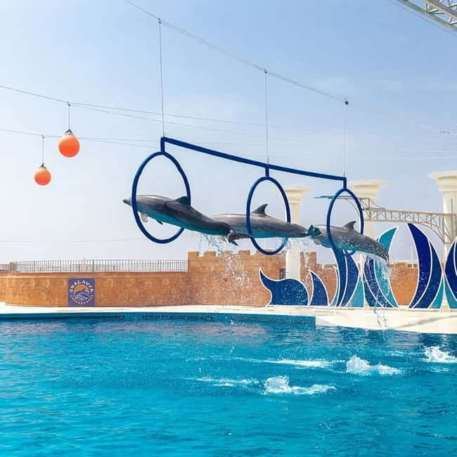 Alanya: Sealanya Dolphinpark Dolphin Show Tour - Key Things I’d Pay Attention To