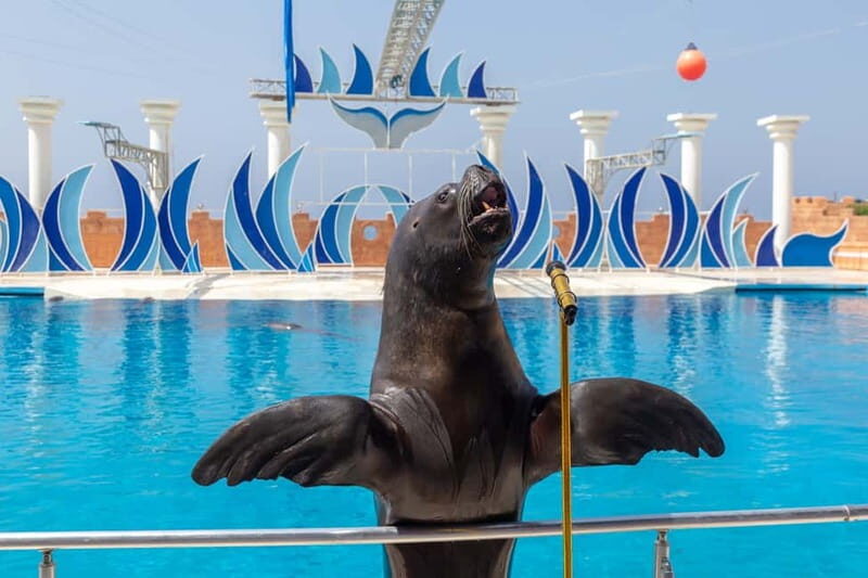 Alanya: Sealanya Dolphinpark Dolphin Show Tour - Sealanya Dolphinpark: A Simple Alanya Dolphin Show Day