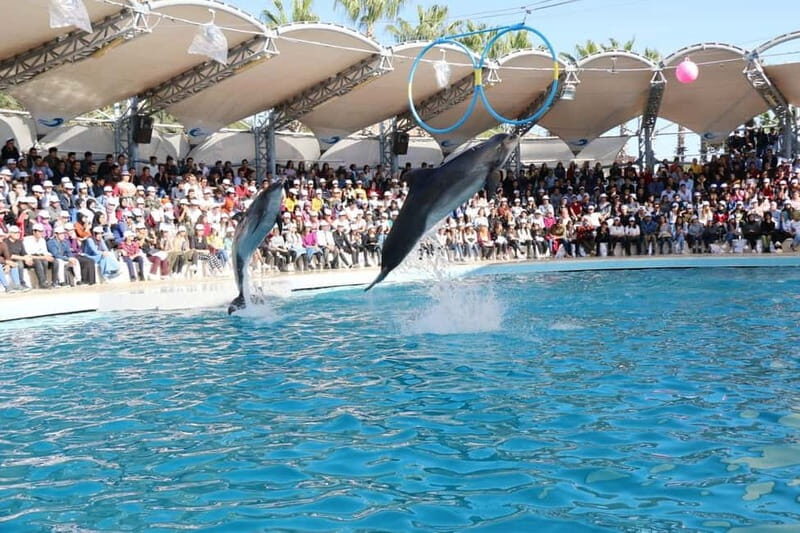 Alanya: Sealanya Dolphinpark Dolphin Show Tour - The Swim-With-Dolphins Add-On: Big Dream, Big Extra Cost