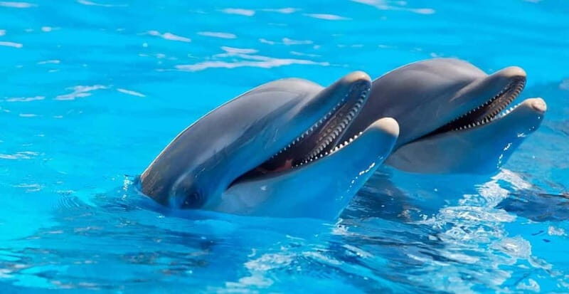 Alanya: Sealanya Dolphinpark Dolphin Show Tour - What the One-Hour Show Actually Looks Like