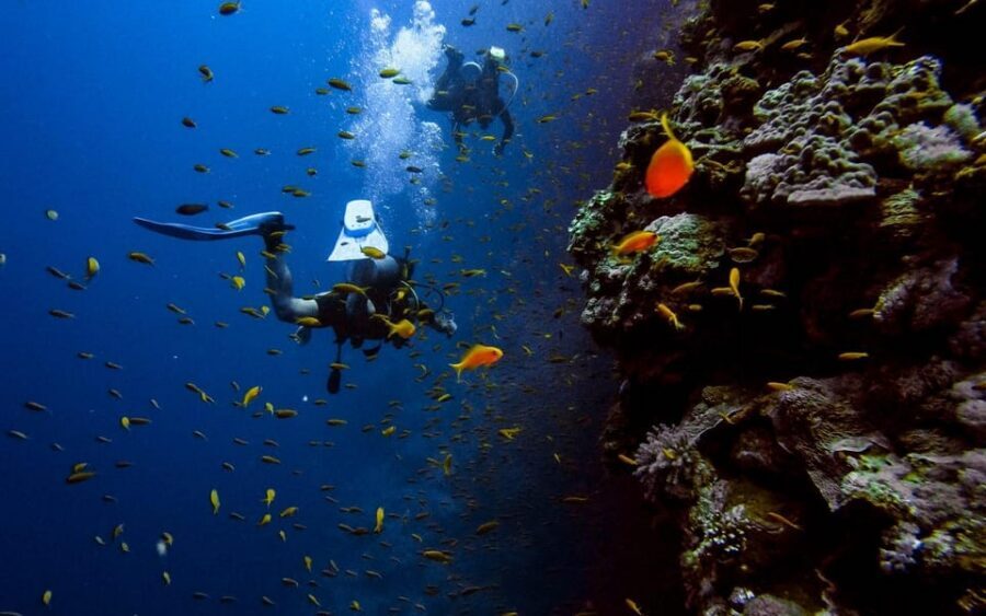 Alanya:Scuba Diving Boat Trip with Lunch and Transfer - Coral reef spots: marine life chances (and why you should keep expectations realistic)