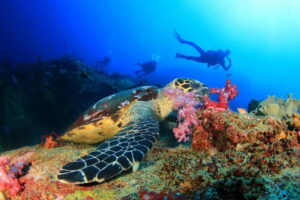 Antalya/Kemer: 2 Dives Scuba Diving Trip with Lunch - Price and value: about $37 for a full boat day