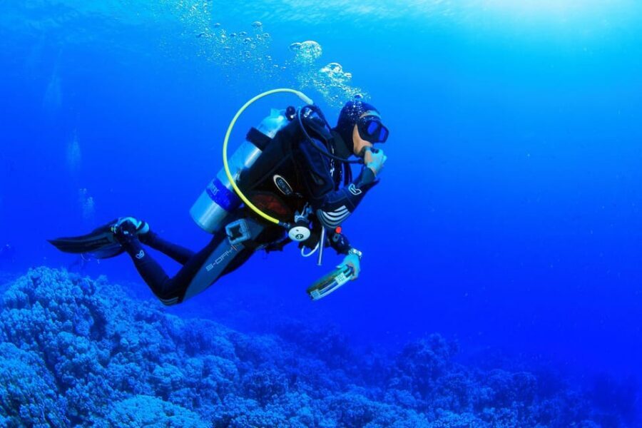 Antalya/ Kemer/ Belek Scuba Diving With Lunch & Transfer - Marine Life Odds, Underwater Flora, and Managing Expectations