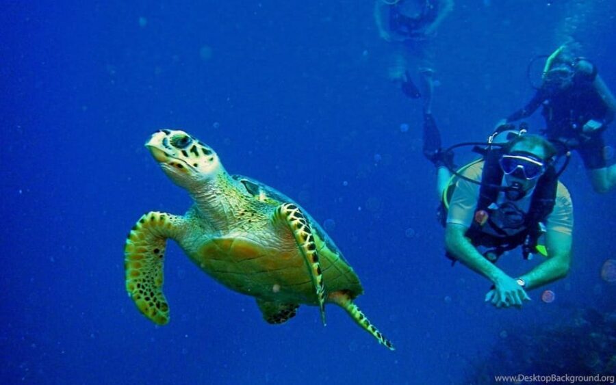 Diving Tour from Alanya & Side with Lunch - 2 Dives Included - Two underwater sessions at 6m and 12m: what you’re paying for