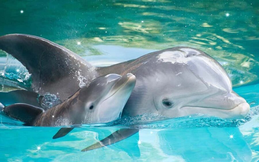 Dolphin Island Full-Day Boat Trip from Side, Turkey - Should You Book Dolphin Island Full-Day Trip From Side?