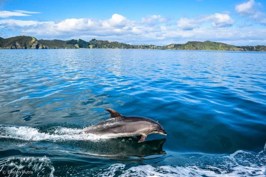 Dolphin Island Full-Day Boat Trip from Side, Turkey - Dolphin Island: The Fun Part, The Realistic Part