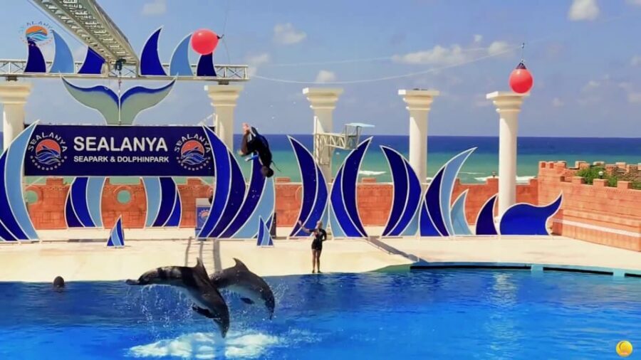 Dolphin Park Entry with Live Show and Pickup - Key highlights to know before you go