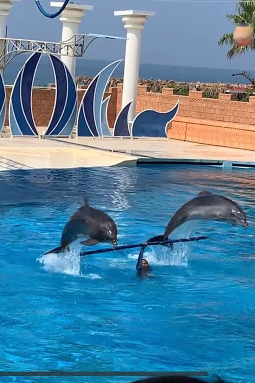 Dolphin Park Entry with Live Show and Pickup - Dolphin Park show in Alanya: what you’re really buying
