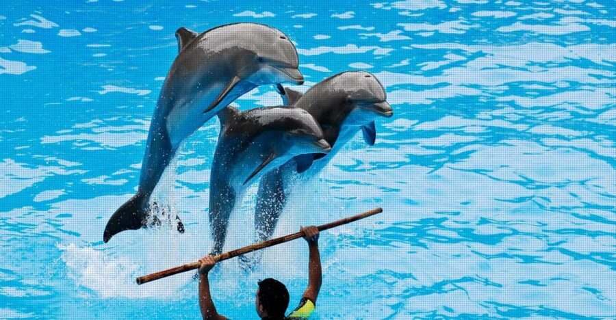 Dolphin Park Entry with Live Show and Pickup - Inside the show: sea lions first, then smart dolphins with hula hoops