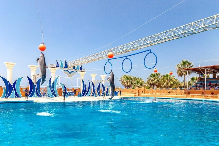 Dolphin Park Entry with Live Show and Pickup - Photos and videos: what’s free, what costs extra