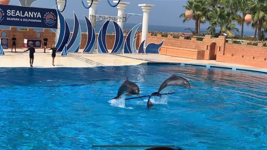 Dolphin Park Entry with Live Show and Pickup - Optional swimming with dolphins: price, timing, and age rules