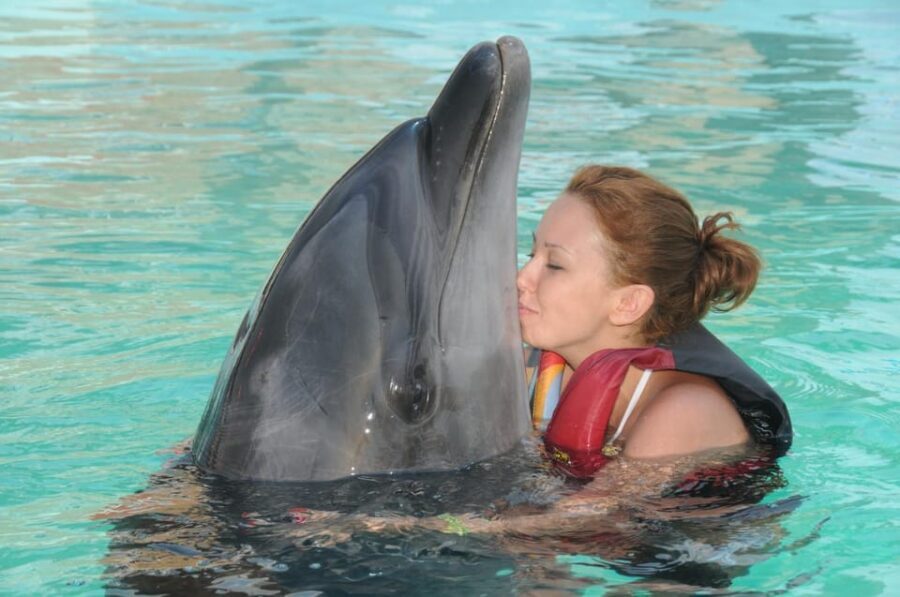 Dolphin Park Entry with Live Show and Pickup - Who this works best for (and who may want to skip it)