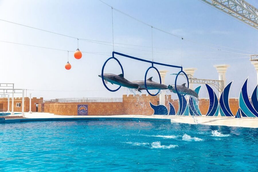 Dolphin Park Entry with Live Show and Pickup - Price breakdown and value: is $57 fair for 3 hours?
