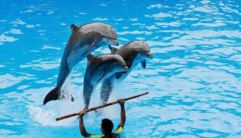 Dolphin Park Entry with Live Show and Pickup - Hotel pickup in Alanya, Antalya, or Side (plus the Aksu swap)