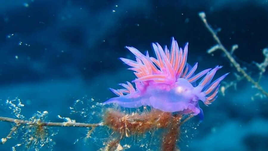From Alanya: Scuba Diving Tour with Hotel Transfers - That Six-Meter Target: Buoyancy Help and Weightless Feeling