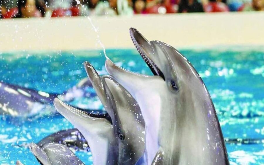 From Belek: Dolphin Show with Transfers - What you actually do, step by step (and what to watch for)