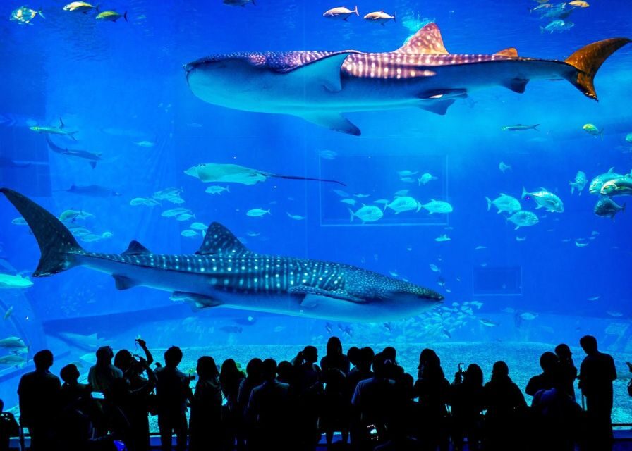From city of Side: Antalya Aquarium Full-Day Trip - Should You Book This Antalya Aquarium Full-Day Trip?