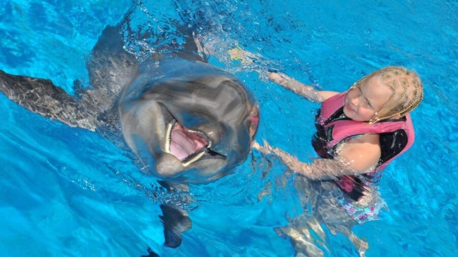 From Side Dolphin and Seal Show Ticket with Hotel Transfers - Key highlights to focus on