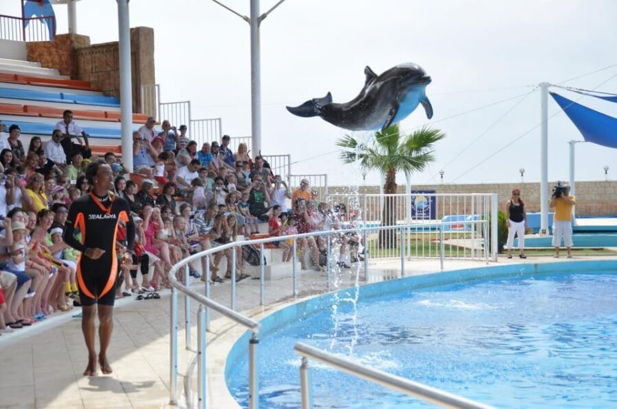 From Side Dolphin and Seal Show Ticket with Hotel Transfers - Should you book the Side Dolphin and Seal show with transfers?