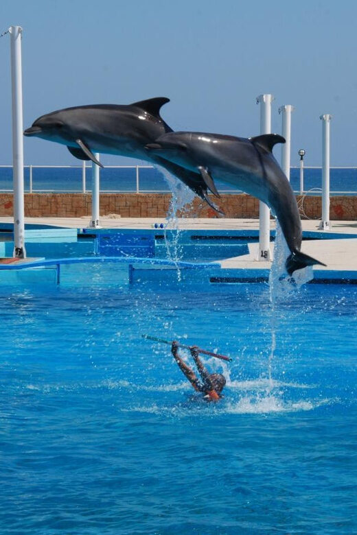 From Side Dolphin and Seal Show Ticket with Hotel Transfers - Side hotel transfers to Sealanya Dolphinpark: the easy way in