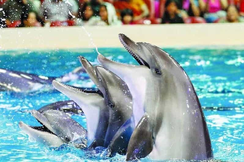 From Side Dolphin and Seal Show Ticket with Hotel Transfers - The dolphin segment: synchronized jumps and real personality