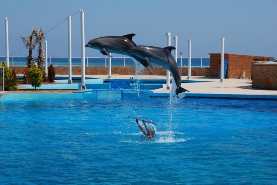 From Side Dolphin and Seal Show Ticket with Hotel Transfers - The trainer talks: learning about biology and conservation