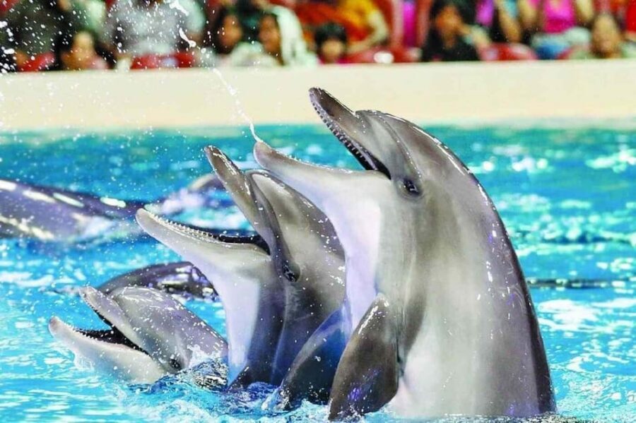 From Side Dolphin and Seal Show Ticket with Hotel Transfers - Price and value: is $42 worth it?
