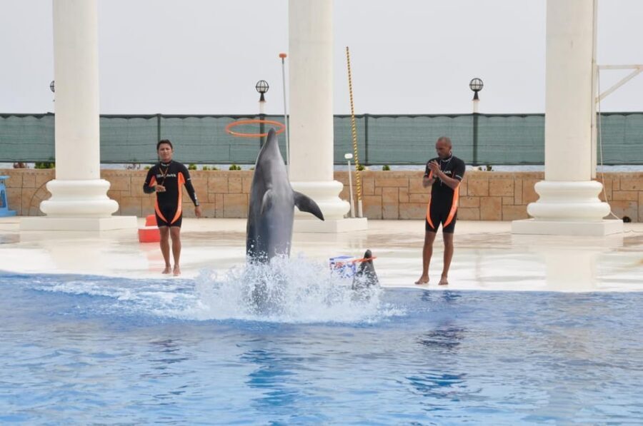 From Side Dolphin and Seal Show Ticket with Hotel Transfers - Who this show suits best (and who might reconsider)