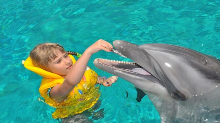 From Side Dolphin and Seal Show Ticket with Hotel Transfers - What to bring and what to expect on the day