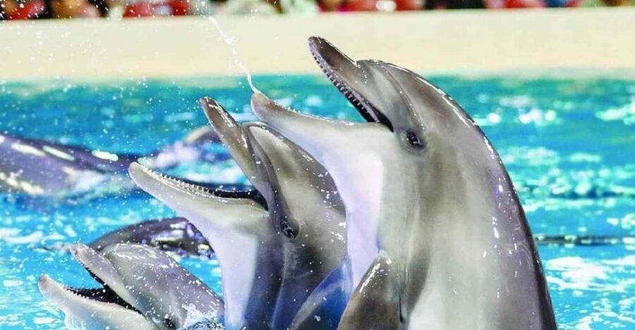 From Side Dolphin and Seal Show Ticket with Hotel Transfers - Before the show: getting oriented at the park gate