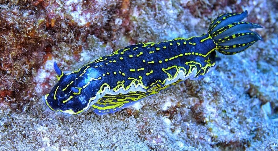 From Side: Guided Scuba Diving in Alanya w/ Lunch & Transfer - Key Highlights You’ll Care About