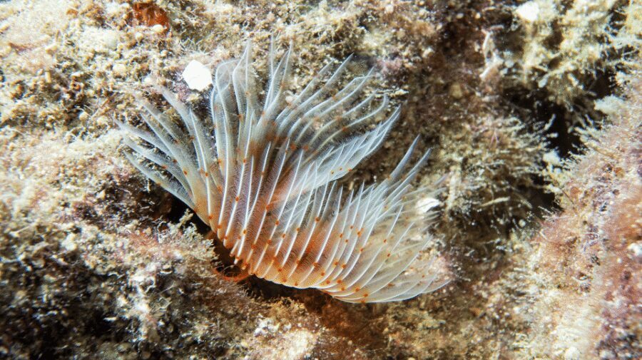 From Side: Guided Scuba Diving in Alanya w/ Lunch & Transfer - What You’ll See Underwater: Coral, Silver Fish, and the Harbor Reality Check