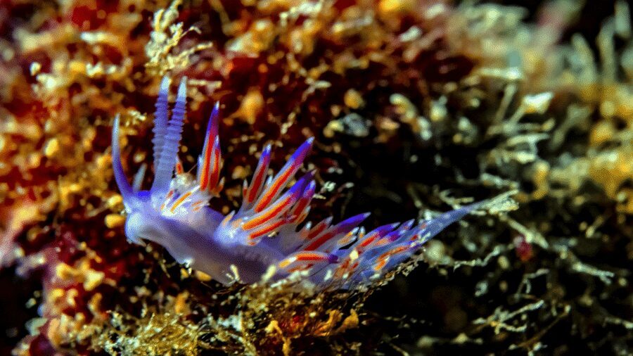 From Side: Guided Scuba Diving in Alanya w/ Lunch & Transfer - Price and Value: Is $53 Worth It for What You Get?