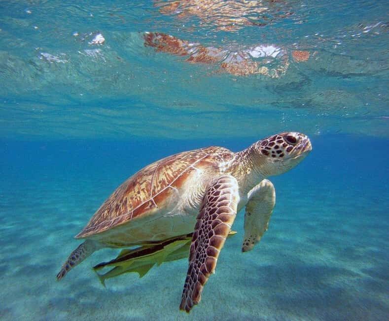 Half Day Sea Fishing Tour from Alanya & City Of Side - Who This Trip Fits Best (and Who Should Rethink It)