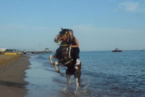 Horse Riding in Manavgat Side Forest and Beach - Forest Route vs Beach Route: Choosing Your Best Ride