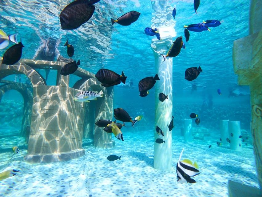 Seapark: Swimming in Pool Aquarium with Authentic Creatures - Lunch with a view: included, but plan for variation