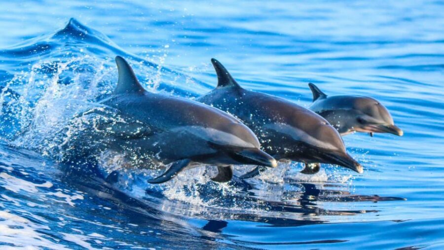 Side: Dolphin Island Boat Trip with Lunch & Unlimited Drinks - Following Side’s coast: Apollo, the old port, and Manavgat’s river mouth