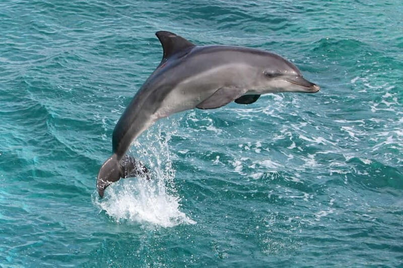 Side: Dolphins Island Cruise with Swimming Stops and Lunch - From Baba A Boat to the river mouth: the start has personality