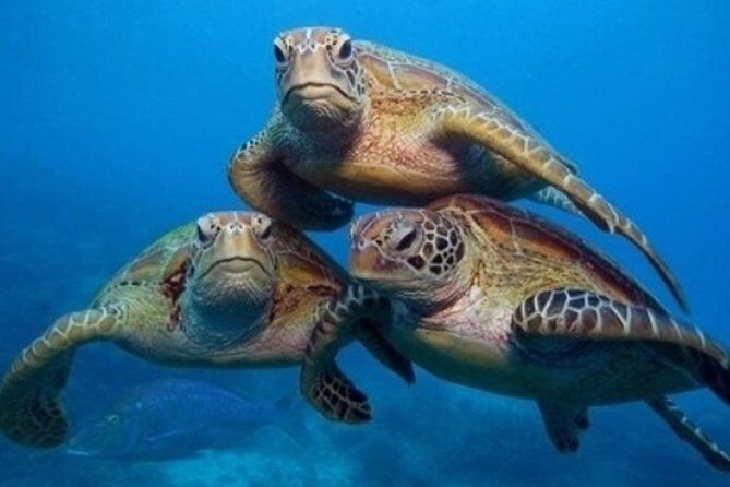 "Side: Scuba Diving in the Fascinating Underwater Museum" - Key highlights I’d plan around