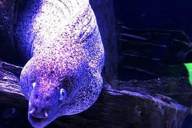 "Side: Scuba Diving in the Fascinating Underwater Museum" - Side’s Underwater Museum: What You’re Actually Seeing