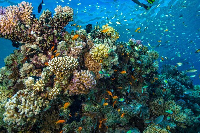 "Side: Scuba Diving in the Fascinating Underwater Museum" - Price and Value: Is $40.52 a good deal for Side scuba?